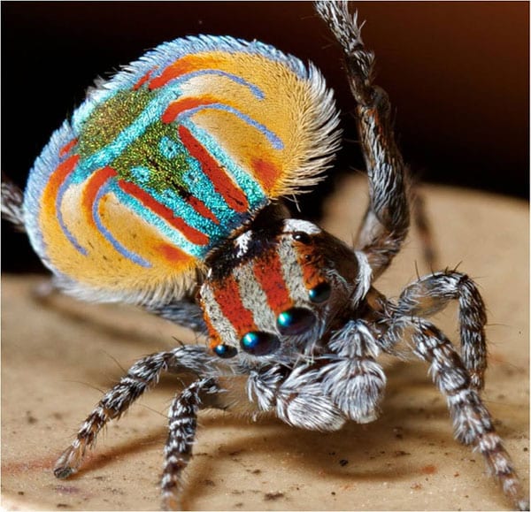 tilestwra.gr - Aσυνήθιστη αυστραλιανή αράχνη-κόσμημα!
