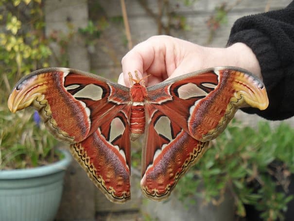 19 εκπληκτικές φωτογραφίες με κάμπιες που μεταμορφώνονται σε όμορφες πεταλούδες!