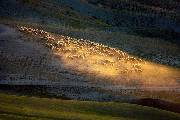 perierga.gr - Πρόβατα στη φύση συνθέτουν όμορφες εικόνες!