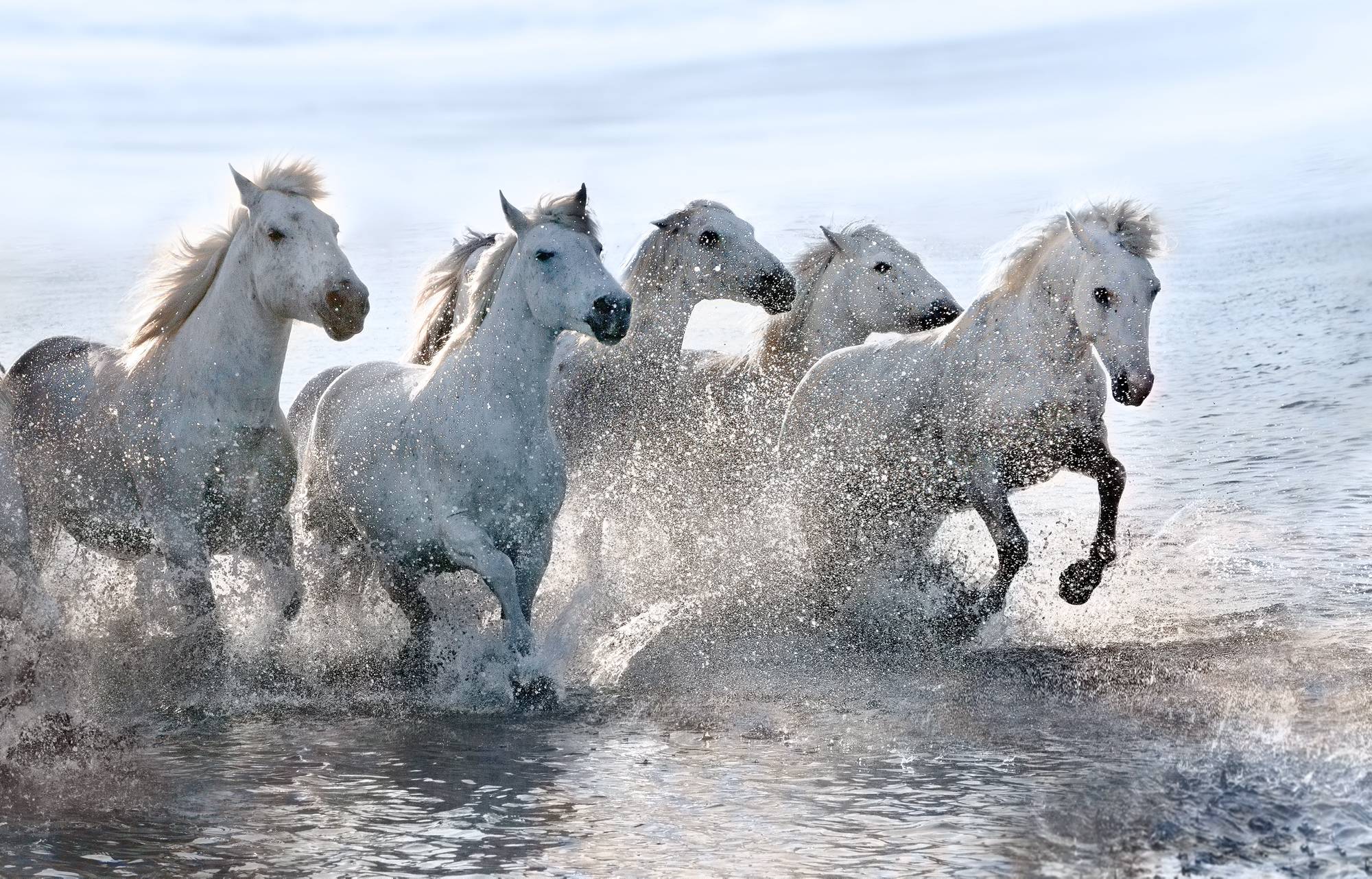 tilestwra.gr : spl474516 002 Λευκά άλογα φωτογραφίζονται να τρέχουν στη θάλασσα! Η αίσθηση της ελευθερίας στο αποκορύφωμά της…