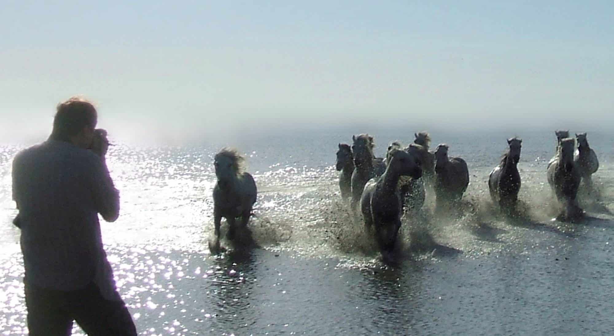 diaforetiko.gr : spl474516 005 Λευκά άλογα φωτογραφίζονται να τρέχουν στη θάλασσα! Η αίσθηση της ελευθερίας στο αποκορύφωμά της…