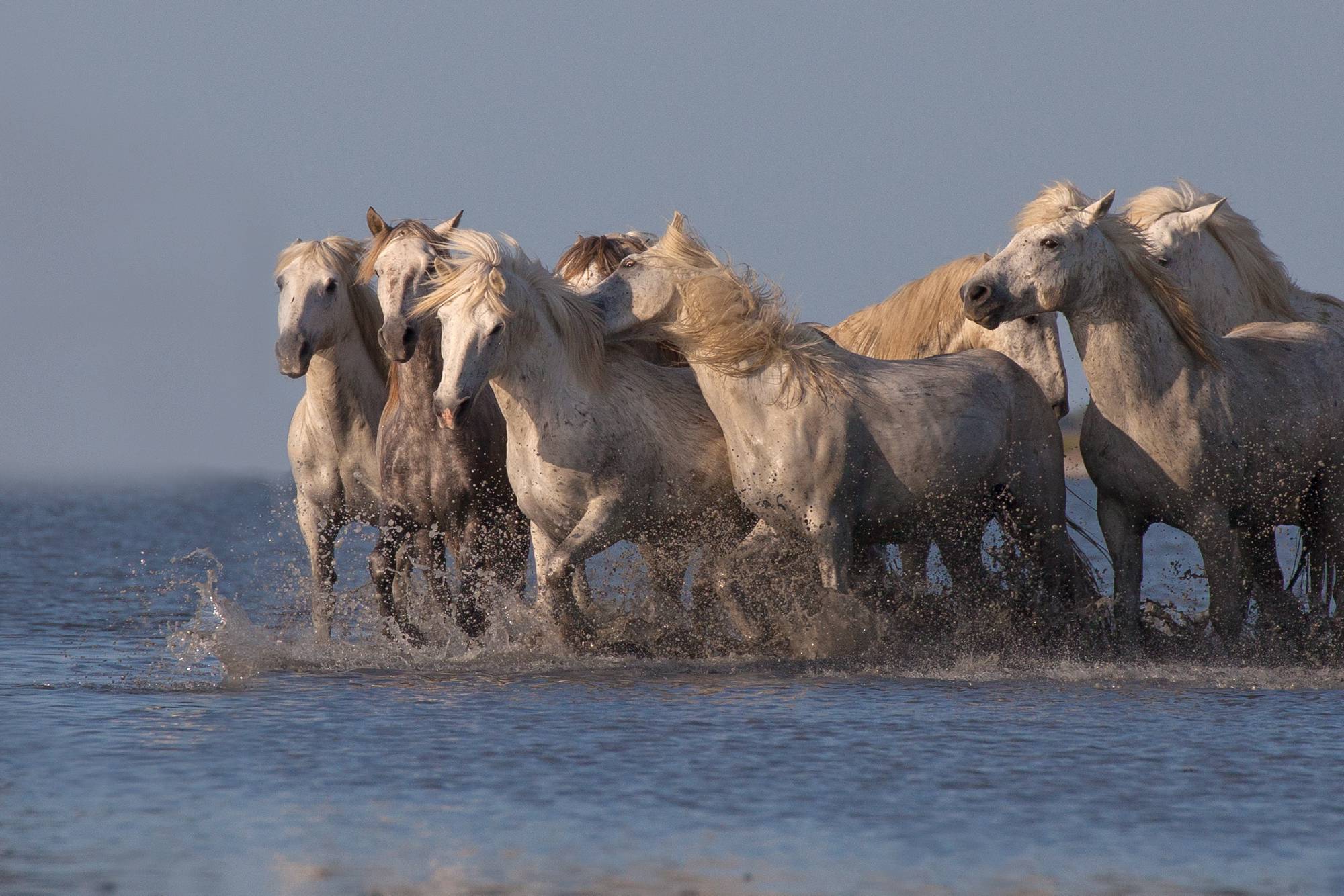 tilestwra.gr : spl474516 006 Λευκά άλογα φωτογραφίζονται να τρέχουν στη θάλασσα! Η αίσθηση της ελευθερίας στο αποκορύφωμά της…