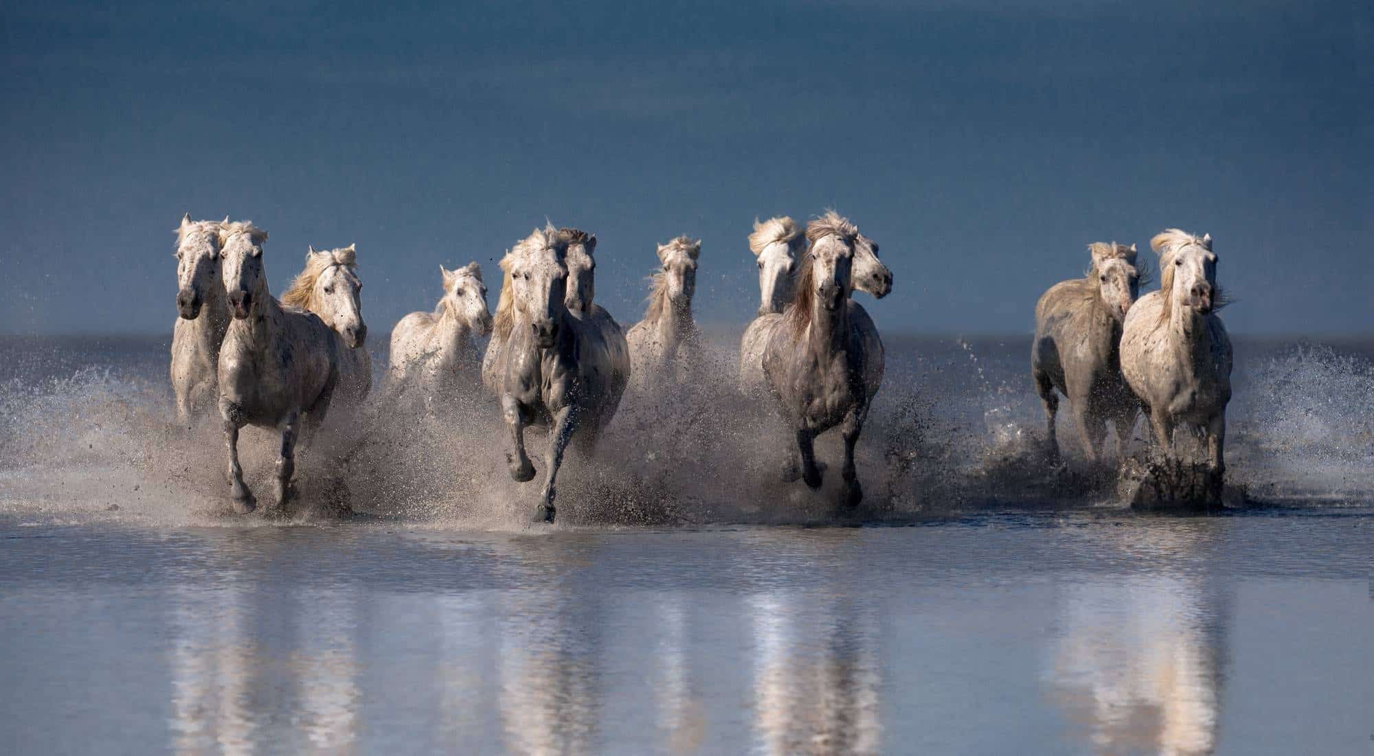 tilestwra.gr : spl474516 009 Λευκά άλογα φωτογραφίζονται να τρέχουν στη θάλασσα! Η αίσθηση της ελευθερίας στο αποκορύφωμά της…
