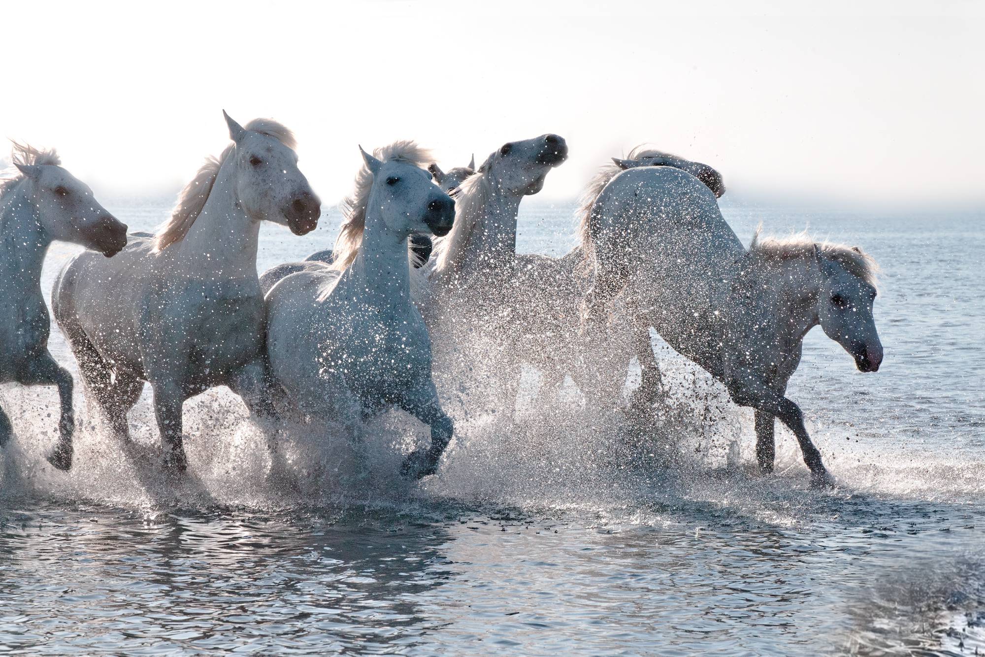 tilestwra.gr : spl474516 012 Λευκά άλογα φωτογραφίζονται να τρέχουν στη θάλασσα! Η αίσθηση της ελευθερίας στο αποκορύφωμά της…