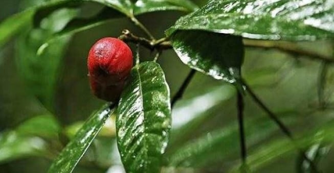Ποιο είναι το φρούτο που «διαλύει» τους καρκινικούς όγκους;