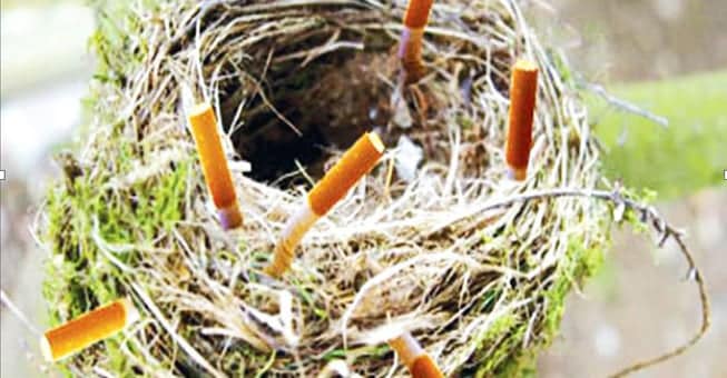 Γιατί τα πουλιά βάζουν αποτσίγαρα στις φωλιές τους;
