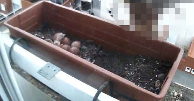 Ένα πτηνό που δεν περιμένεις να δεις στο παράθυρο μιας πολυκατοικίας στην πόλη