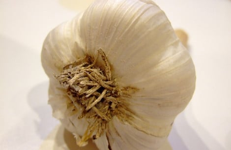 trofima mirodia 3