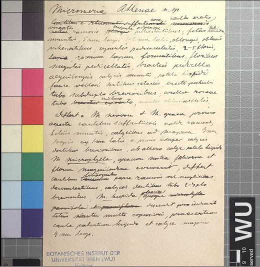 Δείτε ένα αγριολούλουδο που φυτρώνει μόνο στην Ακρόπολη - πουθενά αλλού στον κόσμο! 6 Η περιγραφή του φυτού από τον Halacsy (Herbarium WU Institute of Botany, University of Vienna)