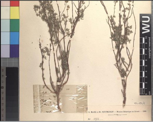743583_Herbarium_WU_Institute_of_Botany,_University_of_Vienna_-1-.png