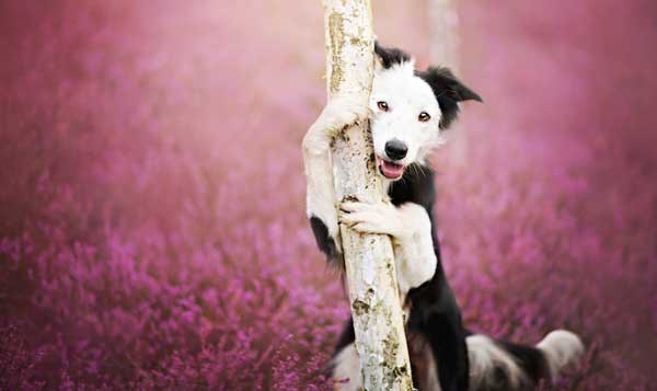 tilestwra.gr -Σκυλιά φωτογραφίζονται στη φύση με στυλ!