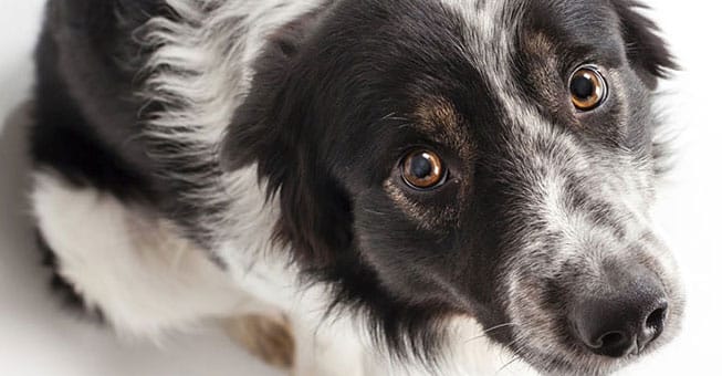 11 ένοχοι σκύλοι που έχουν μετανιώσει (βίντεο)