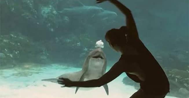 Δελφίνι ξεκαρδίζεται στα γέλια από ακροβατικά! (βίντεο)