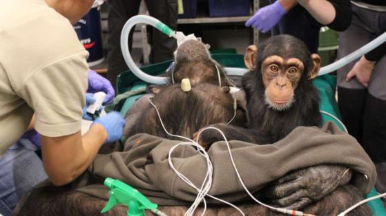 Μωρό χιμπατζής δεν αποχωρίζεται τη μαμά του ούτε στο χειρουργείο!