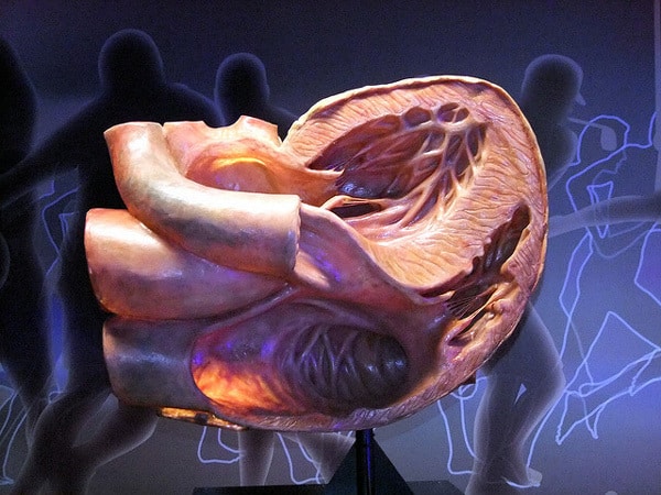 tilestwra.gr : corpus6 Δείτε το πρωτοποριακό μουσείο του ανθρώπινου σώματος! – Ο πιο πρακτικός τρόπος για να δείτε πως λειτουργεί το σώμα μας είναι να…μπείτε μέσα του !!!