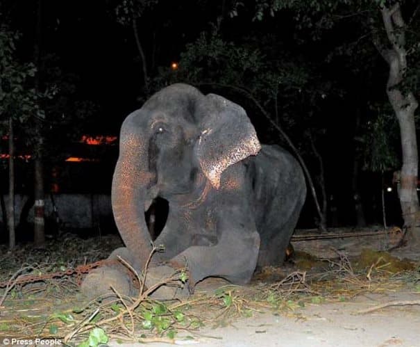 Αυτός ο ελέφαντας έκανε το πιο απίθανο πράγμα όταν τον έσωσαν από τον βασανιστή του - tilestwra.gr