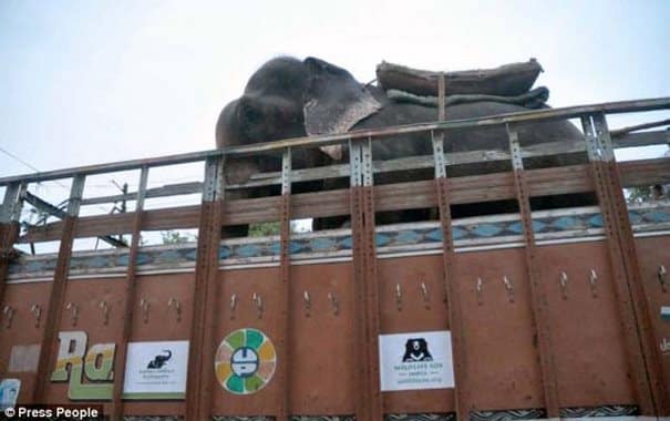 Αυτός ο ελέφαντας έκανε το πιο απίθανο πράγμα όταν τον έσωσαν από τον βασανιστή του - tilestwra.gr
