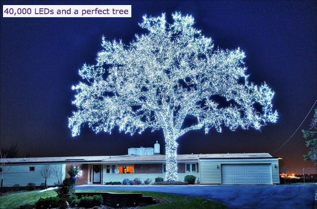 The perfect tree.