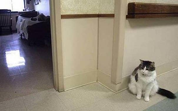Αυτός ο γάτος αν και μοιάζει συνηθισμένος κρύβει ένα πολύ τρομακτικό μυστικό!