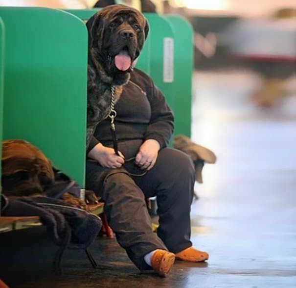 33 σκύλοι φωτογραφίζονται την πιο κατάλληλη στιγμή και προκαλούν άφθονο γέλιο!