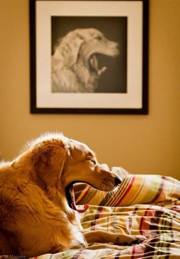 33 σκύλοι φωτογραφίζονται την πιο κατάλληλη στιγμή και προκαλούν άφθονο γέλιο!