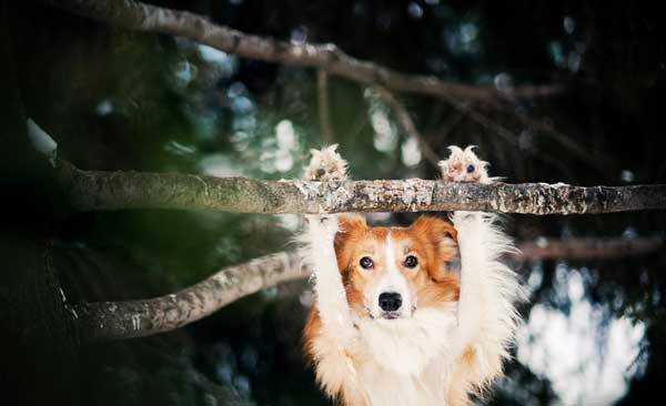 tilestwra.gr - Παιχνιδιάρικες φωτογραφίες σκύλων!