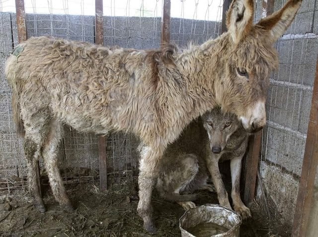 Έδωσε ένα γέρικο γαϊδουράκι σε ένα λύκο για να τον ταίσει. Τα ζώα όμως είχαν άλλη γνώμη!