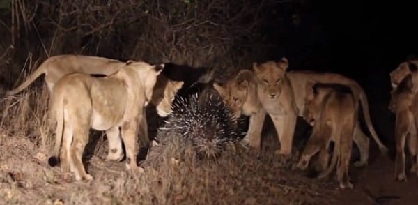 mantecte poio einai to zoo pou fobountai ta liontaria 1