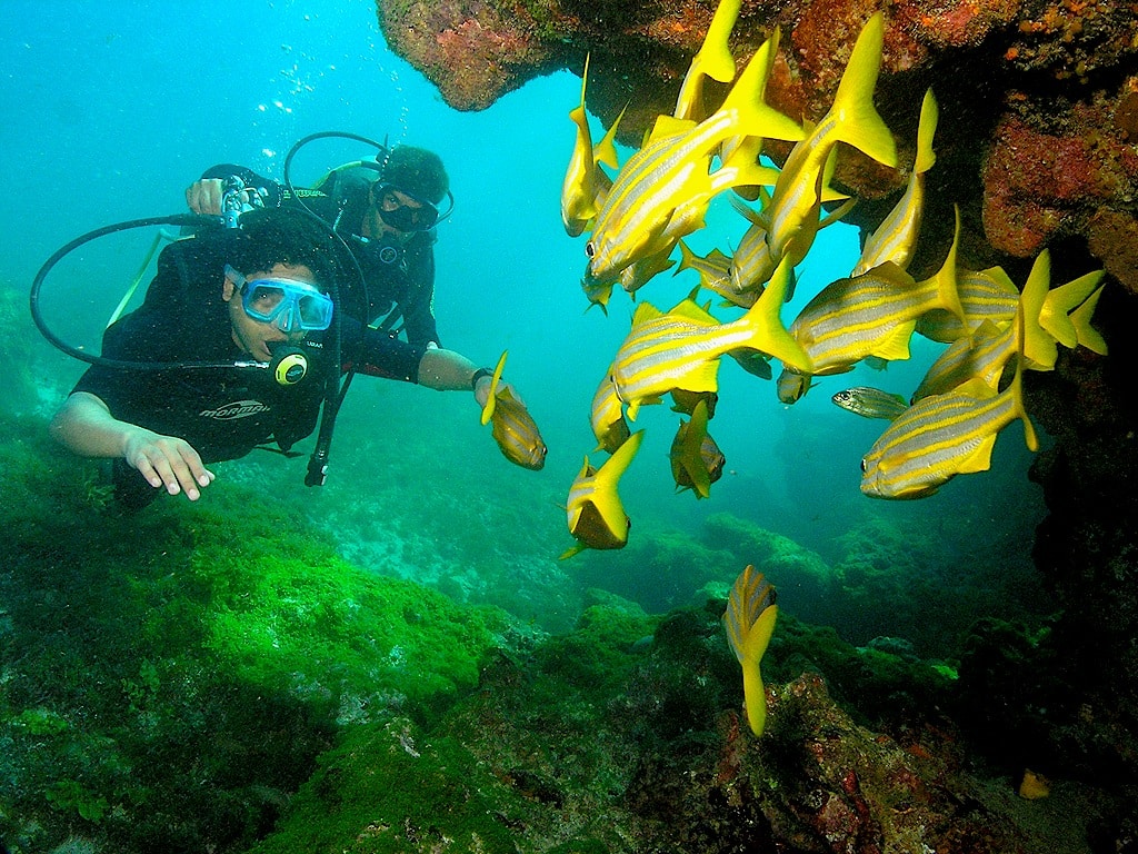 mergulho em fernando de noronha pernambuco brasil 0