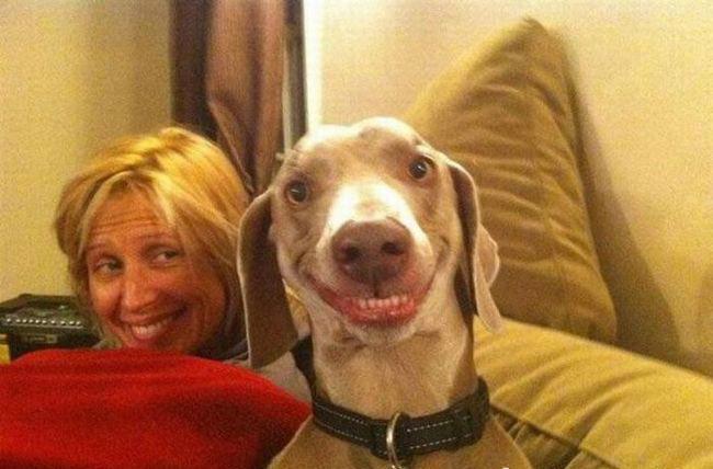 33 σκύλοι φωτογραφίζονται την πιο κατάλληλη στιγμή και προκαλούν άφθονο γέλιο!