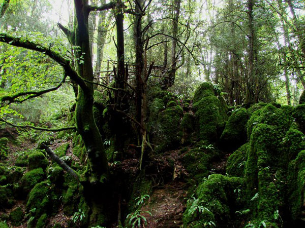 tilestwra.gr - Puzzlewood: Ένα αρχαίο δάσος... λαβύρινθος!