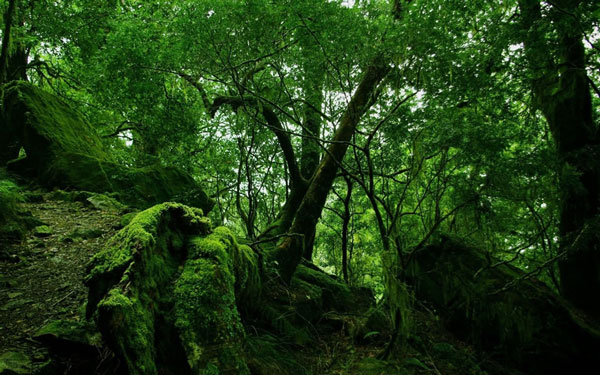 tilestwra.gr - Puzzlewood: Ένα αρχαίο δάσος... λαβύρινθος!