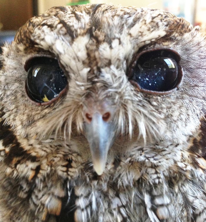 rescued blind owl zeus 5