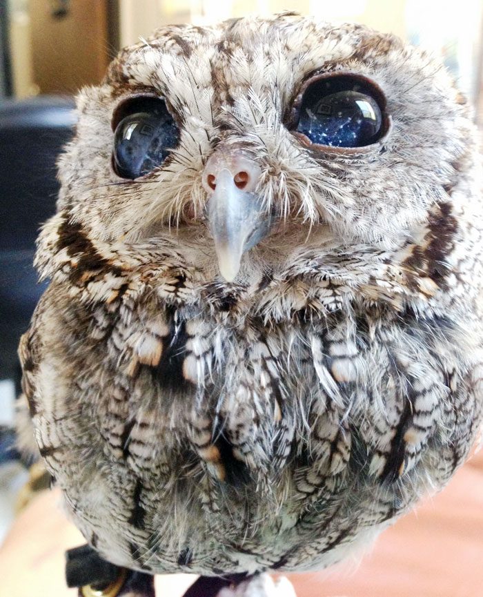 rescued blind owl zeus 6