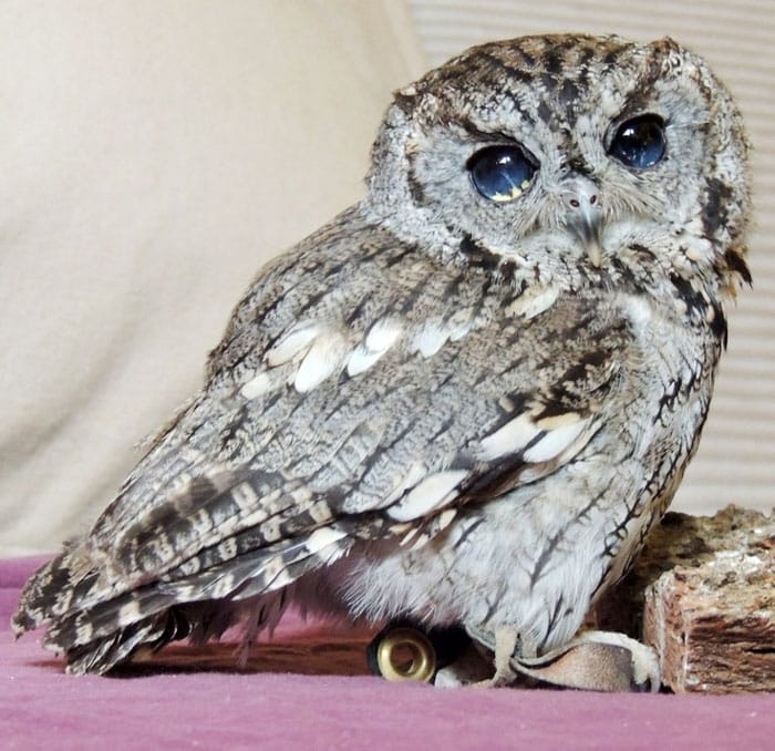 rescued blind owl zeus 7