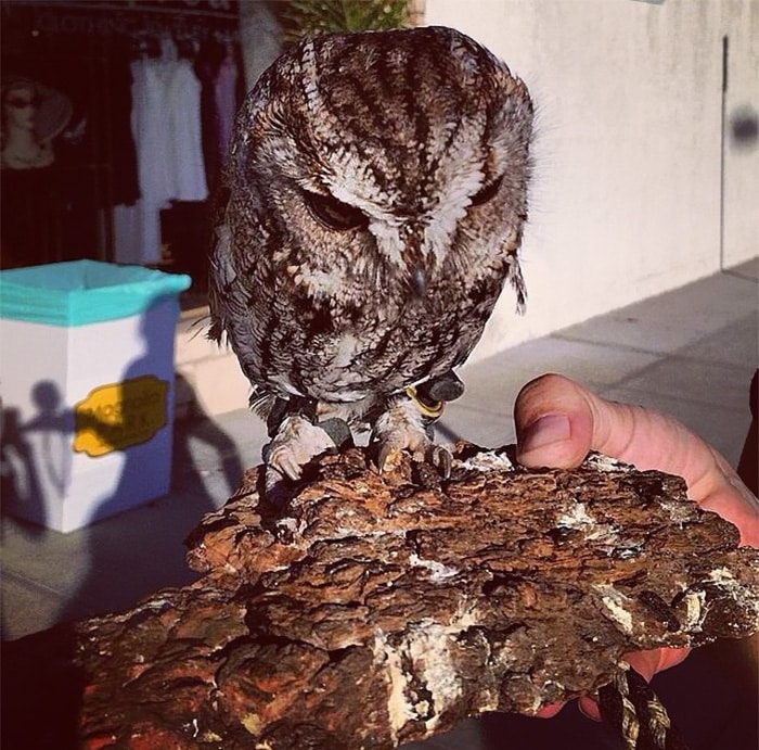 rescued blind owl zeus 9