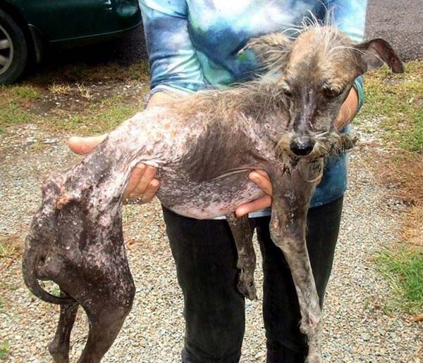 tilestwra.gr : rescuedog1 Απίστευτες μεταμορφώσεις αδέσποτων ζώων! Όταν η ζωή τους δίνει μια δεύτερη ευκαιρία…