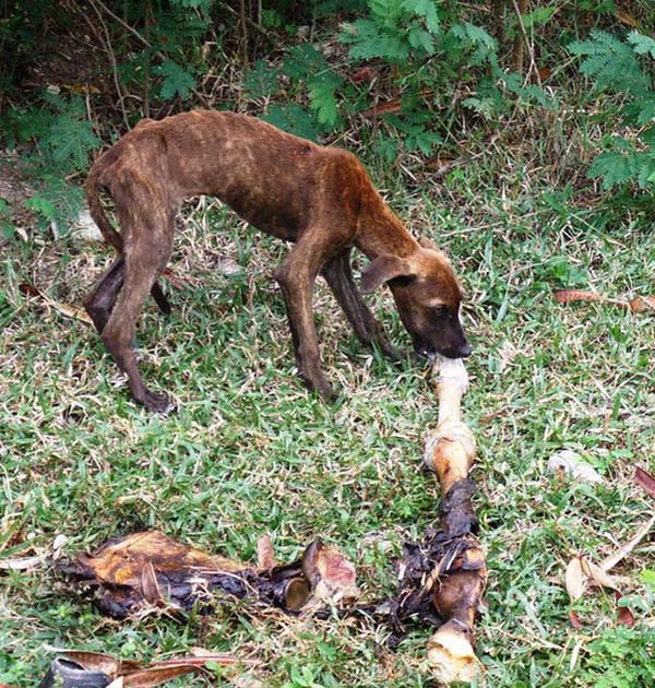 tilestwra.gr : rescuedog13 Απίστευτες μεταμορφώσεις αδέσποτων ζώων! Όταν η ζωή τους δίνει μια δεύτερη ευκαιρία…