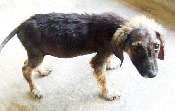 tilestwra.gr : rescuedog5 Απίστευτες μεταμορφώσεις αδέσποτων ζώων! Όταν η ζωή τους δίνει μια δεύτερη ευκαιρία…