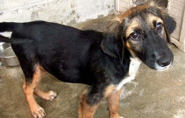 tilestwra.gr : rescuedog6 Απίστευτες μεταμορφώσεις αδέσποτων ζώων! Όταν η ζωή τους δίνει μια δεύτερη ευκαιρία…