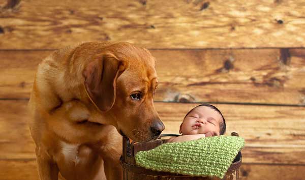 tilestwra.gr - Μεγάλα σκυλιά φροντίζουν μικρά παιδιά!
