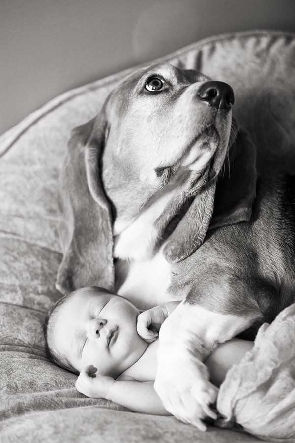 tilestwra.gr - Μεγάλα σκυλιά φροντίζουν μικρά παιδιά!