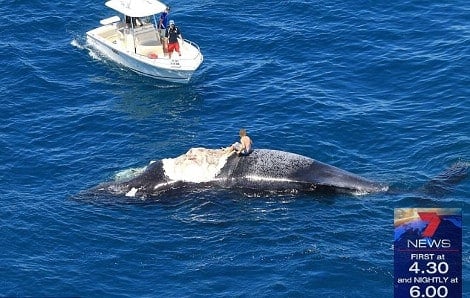 whale1 0