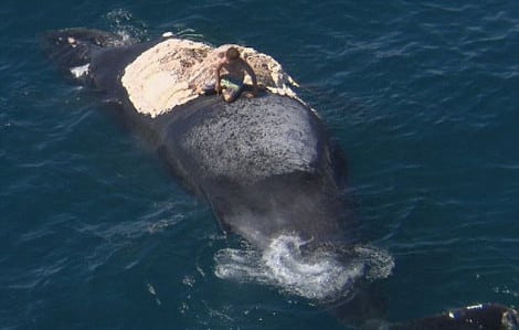 whale2 0