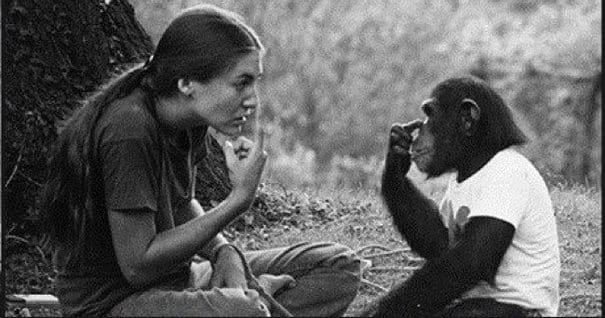 Όταν η γυναίκα που φρόντιζε αυτόν τον χιμπαντζή του είπε ότι έχασε το μωρό της, δεν περίμενε ποτέ ότι θα αντιδρούσε έτσι.
