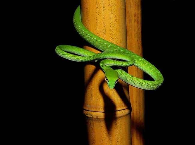 10.) Asian Vine Snake
