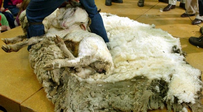 Γνωρίστε τον Σρεκ, το πρόβατο που κρύβονταν σε μια σπηλιά επί 6 χρόνια για να αποφύγει το κούρεμα