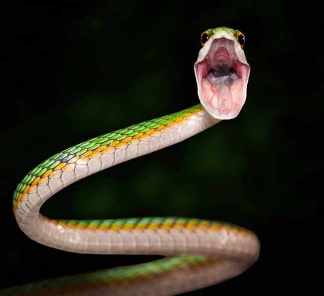 14.) Leptophis Ahaetulla, Parrot Snake