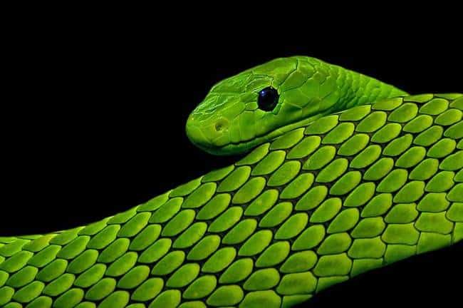 15.) Green Mamba