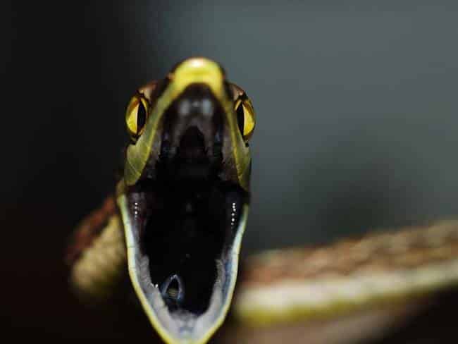 20.) Brown Vine Snake